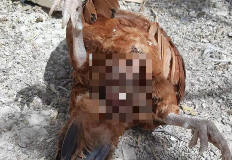 Captura de pantalla 2025-12-28 151954